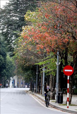 Photo: Dinh Tien Hoang street became colourful with budding leaves in spring. VNA Photo: Nhật Anh