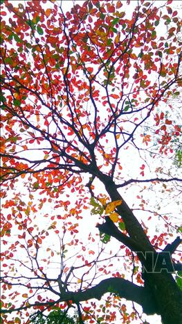 Photo: Hanoi wears a new outfit with vibrant red leaves of bang tree (tropical almond tree). VNA Photo: Phạm Hậu