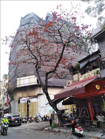 Photo: Red budding leaves on a bang tree (tropical almond tree) on Bat Su street. VNA Photo: Phạm Hậu