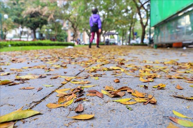 Photo: Yellow leaves cover the pavement of Hanoi's streets. VNA Photo: Tuấn Đức