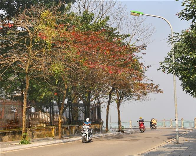 Photo: Red and yellow leaves near West Lake. VNA Photo: Tuấn Đức
