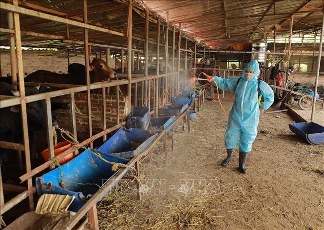 Trong ảnh: Nhân viên thú y phun hoá chất khử trùng, tiêu độc môi trường chăn nuôi tại trang trại nuôi bò của gia đình anh Nguyễn Văn Hùng ở thôn Lai Sơn, xã Bắc Sơn, huyện Sóc Sơn. Ảnh Vũ Sinh - TTXVN