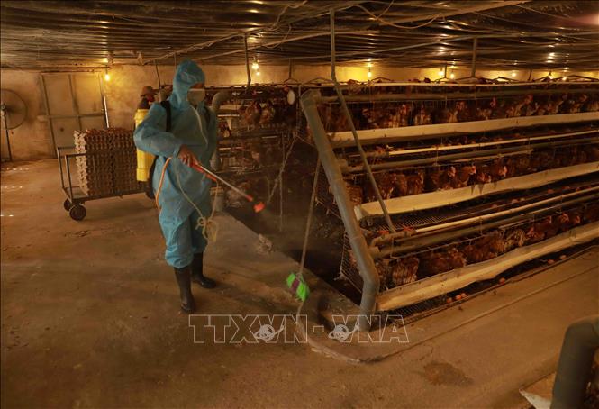 Trong ảnh: Nhân viên thú y phun hóa chất khử trùng, tiêu độc môi trường chăn nuôi tại trại chăn nuôi gà đẻ trứng của gia đình anh Nguyễn Văn Vĩ, thôn Lai Sơn, xã Bắc Sơn, huyện Sóc Sơn. Ảnh Vũ Sinh - TTXVN