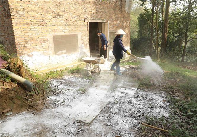 Trong ảnh: Hộ chăn nuôi Lưu Văn Oanh ở thôn Tiên Chu, xã Bắc Sơn, huyện Sóc Sơn chủ động khử trùng môi trường, phòng bệnh cho đàn vật nuôi bằng vôi bột. Ảnh Vũ Sinh - TTXVN