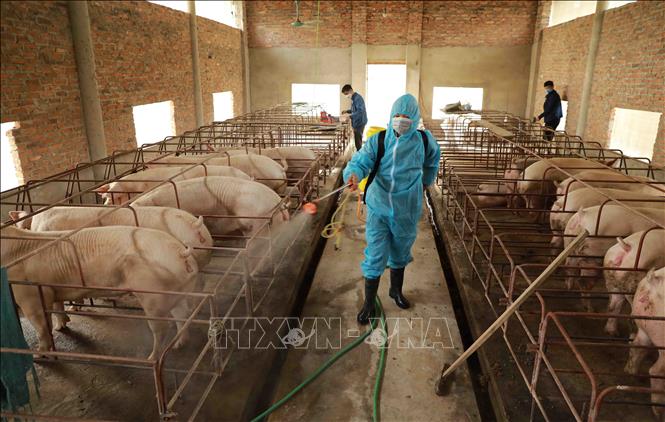 Trong ảnh: Nhân viên thú y phun hóa chất khử trùng, tiêu độc môi trường chăn nuôi tại trại chăn nuôi lợn của gia đình anh Lưu Văn Oanh, thôn Tiên Chu, xã Bắc Sơn, huyện Sóc Sơn. Ảnh Vũ Sinh - TTXVN