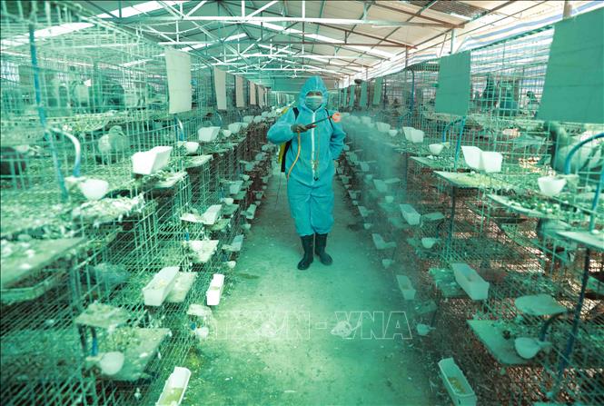 Trong ảnh: Nhân viên thú y phun hóa chất khử trùng, tiêu độc môi trường chăn nuôi tại trang trại chăn bồ câu của gia đình anh Nguyễn Văn Long, thôn Kim Chu, xã Bắc Sơn, huyện Sóc Sơn. Ảnh Vũ Sinh - TTXVN