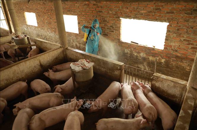 Trong ảnh: Nhân viên thú y phun hóa chất khử trùng, tiêu độc môi trường chăn nuôi tại trại chăn nuôi lợn của gia đình anh Lưu Văn Oanh, thôn Tiên Chu, xã Bắc Sơn, huyện Sóc Sơn. Ảnh Vũ Sinh - TTXVN