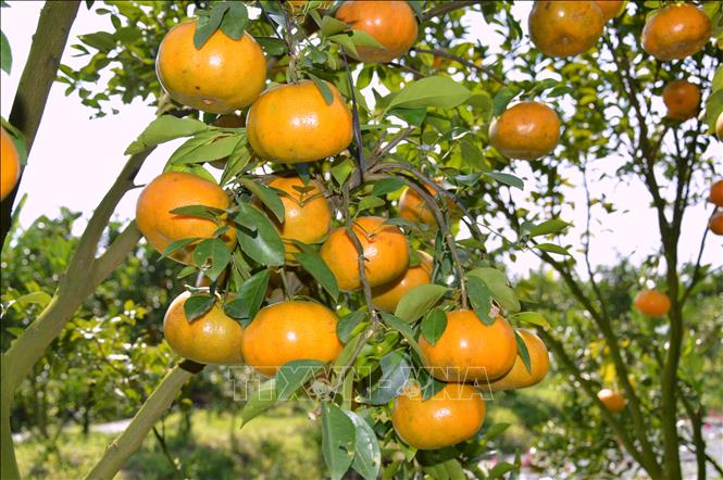 Photo: Citrus farms in Lai Vung district help to double income of local residents as compared with traditional farming models. VNA Photo: Nhựt An 