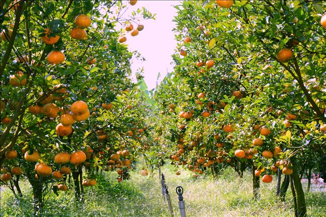 Photo: Nine citrus farms in Lai Vung district are open for tourists. VNA Photo: Nhựt An 