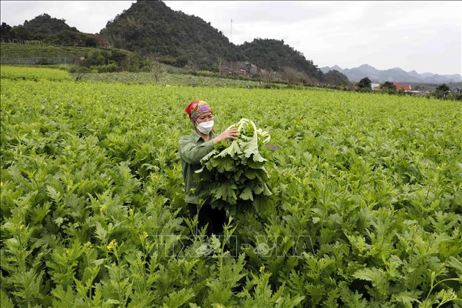 Trong ảnh: Mô hình sản xuất rau an toàn theo quy trình VietGAP của HTX 19-5. Ảnh: Trần Việt - TTXVN