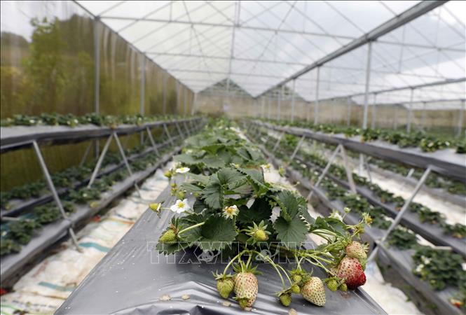 Trong ảnh: Khu nhà kính trồng dâu tây gắn với trải nghiệm thực tế cho khách du lịch của HTX 19-5. Ảnh: Trần Việt - TTXVN