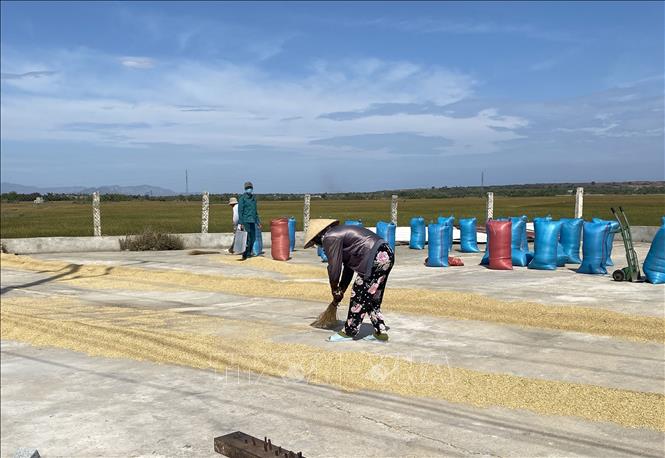 Lúa ướt chỉ mua với giá 5.200 đồng/kg, nông dân thu lỗ không đủ trả chi phí đầu tư. Ảnh: Công Thử-TTXVN