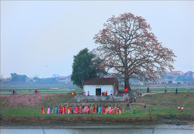 Trong ảnh: Cây gạo miếu Bà Cô trên triền đê bờ sông Thương thuộc địa phận xã Lãng Sơn, huyện Yên Dũng (Bắc Giang). Ảnh: Danh Lam-TTXVN