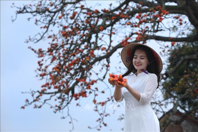 Trong ảnh: Du khách thích thú chụp ảnh cùng những bông hoa gạo. Ảnh: Danh Lam-TTXVN
