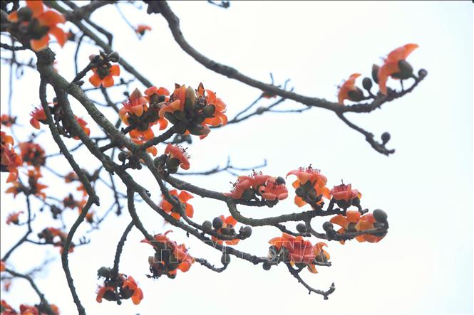 Trong ảnh: Hoa gạo bắt đầu nở rộ từ đầu tháng 3. Ảnh: Danh Lam-TTXVN