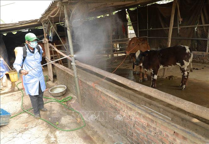 Trong ảnh: Nhân viên thú y phun hoá chất khử trùng môi trường chăn nuôi tại hộ chăn nuôi Ngô Thị Tuyết ở thôn Cán Khê, xã Nguyên Khê, huyện Đông Anh. Ảnh: Vũ Sinh - TTXVN