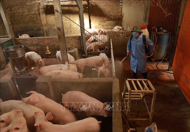 Trong ảnh: Nhân viên thú y phun hoá chất khử trùng môi trường chăn nuôi tại hộ chăn nuôi Ngô Văn Quế ở thôn Cán Khê, xã Nguyên Khê, huyện Đông Anh. Ảnh: Vũ Sinh - TTXVN