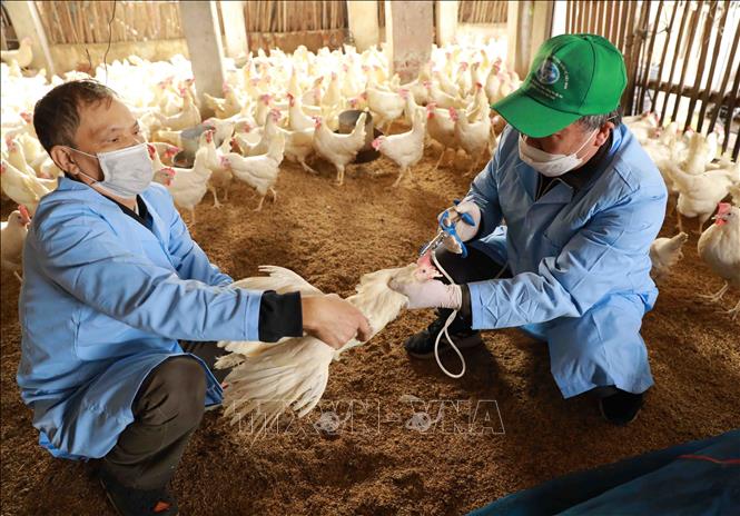 Trong ảnh: Nhân viên thú y tiêm vaccine phòng cúm H5N1 cho đàn gà của gia đình anh Nguyễn Văn Thanh ở thôn Cán Khê, xã Nguyên Khê, huyện Đông Anh. Ảnh: Vũ Sinh - TTXVN