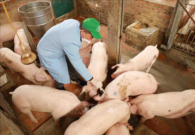 Trong ảnh: Nhân viên thú y tiêm vaccine phòng bệnh cho đàn lợn thương phẩm của gia đình anh Ngô Văn Quế ở thôn Cán Khê, xã Nguyên Khê, huyện Đông Anh. Ảnh: Vũ Sinh - TTXVN