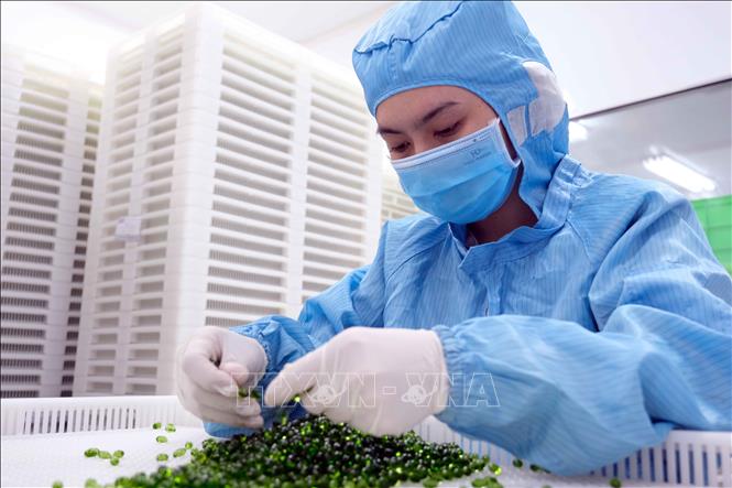 Trong ảnh: Trung bình mỗi tháng, Nhà máy dược phẩm ADC Cần Thơ sản xuất khoảng 30 triệu đơn vị sản phẩm dạng viên. Ảnh: Thanh Liêm - TTXVN