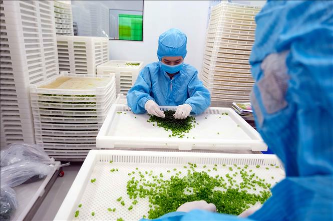 Trong ảnh: Trung bình mỗi tháng, Nhà máy dược phẩm ADC Cần Thơ sản xuất khoảng 30 triệu đơn vị sản phẩm dạng viên. Ảnh: Thanh Liêm - TTXVN