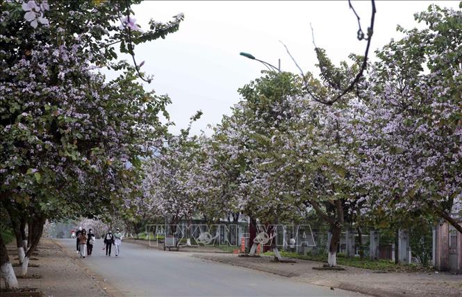 Vùng cao Tây Bắc ở Lai Châu khiến ai cũng say đắm vào vẻ đẹp hoa ban ngát hương. Hãy cùng chúng tôi khám phá và thưởng thức cảnh sắc của khu vực này, với những tấm ảnh tuyệt đẹp được chia sẻ trên trang web của chúng tôi!
