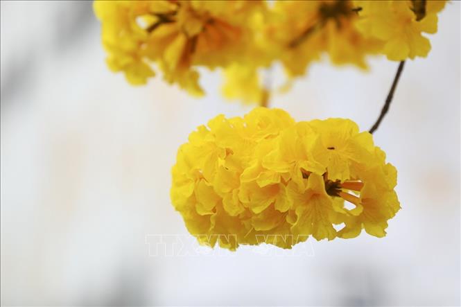 Du lịch Việt Nam: Phong linh - loài hoa mới làm đắm say người Hà Nội ...
