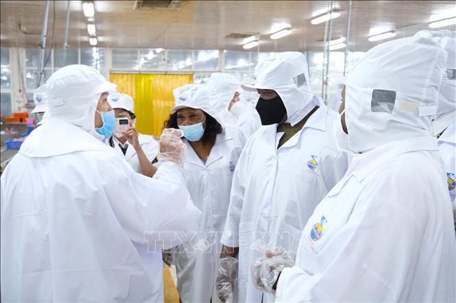 Tổng thống nước Cộng hòa Sierra Leone tham quan dây chuyển chế biến cá tra của Nhà máy Ấn Độ Dương ở Khu công nghiệp Thốt Nốt, TP Cần Thơ. Ảnh: Thanh Liêm - TTXVN