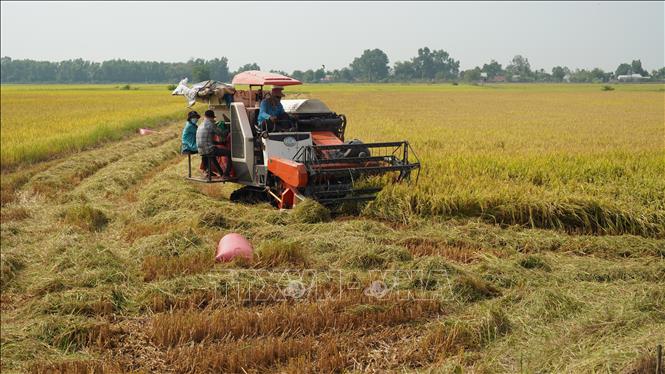Nông dân trồng lúa ven sông Vàm Cỏ Đông thuộc xã Phước Bình, thị xã Trảng Bàng, tỉnh Tây Ninh thu hoạch lúa vụ Đông Xuân năm 2021- 2022 năng suất đạt từ 6 đến 7 tấn/ ha. Ảnh: Thanh Tân - TTXVN