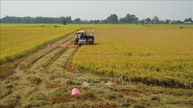 Nông dân trồng lúa ven sông Vàm Cỏ Đông thuộc xã Phước Bình, thị xã Trảng Bàng, tỉnh Tây Ninh thu hoạch lúa vụ Đông Xuân năm 2021- 2022. Ảnh: Thanh Tân - TTXVN