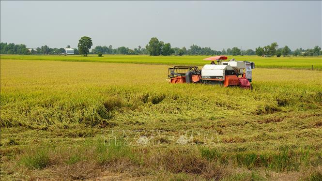 Nông dân trồng lúa ven sông Vàm Cỏ Đông thuộc xã Phước Bình, thị xã Trảng Bàng, tỉnh Tây Ninh thu hoạch lúa vụ Đông Xuân năm 2021- 2022. Ảnh: Thanh Tân - TTXVN
