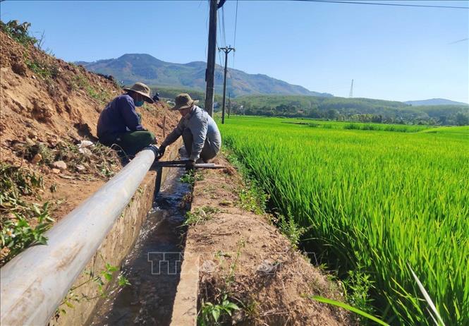 Hệ thống ống dẫn nước dã chiến trên cánh đồng Đăk Sia II, huyện Sa Thầy, tỉnh Kon Tum, phục vụ nước tưới cho các vùng cuối nguồn. Ảnh: Dư Toán – TTXVN

