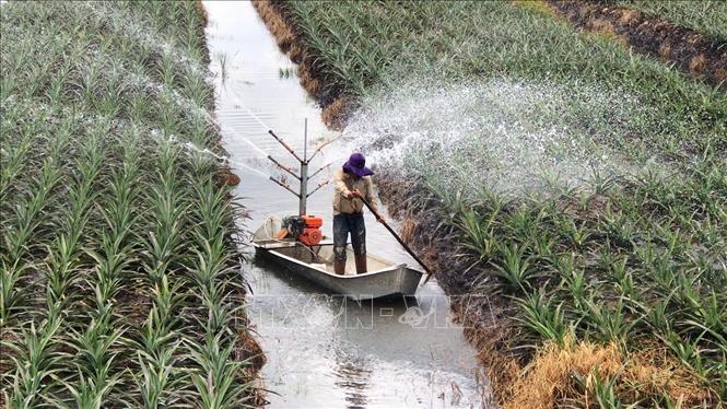 Người dân tự chế các công cụ tưới cây khóm canh tác trên diện tích đất nhiễm phèn. Ảnh: Lê Đức Hoảnh-TTXVN