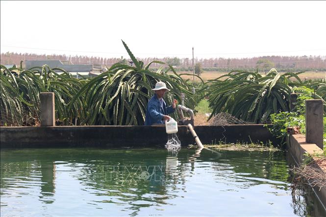 Để đối phó với tình trạng nắng nóng và nhiệt độ tăng cao khiến nguồn nước tự nhiên, dòng chảy trên các sông, suối bị thiếu hụt, nông dân Bình Thuận đào ao, xây bể tích trữ kết hợp đầu tư hệ thống tưới tiết kiệm để sử dụng nguồn nước hiệu quả. Ảnh: Nguyễn Thanh - TTXVN