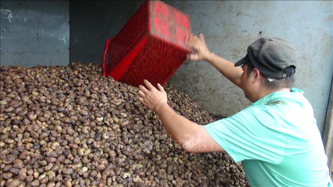 Trong ảnh: Thu mua điều tại xã Đức Hạnh, huyện Bù Gia Mập. Ảnh: K GỬIH -TTXVN