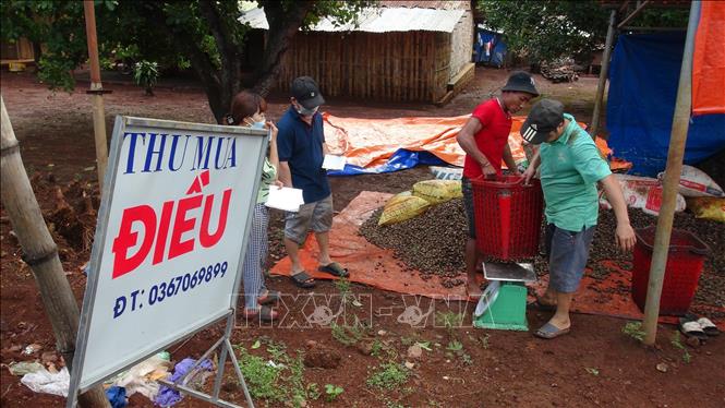 Trong ảnh: Thu mua điều tại xã Đức Hạnh, huyện Bù Gia Mập. Ảnh: K GỬIH -TTXVN