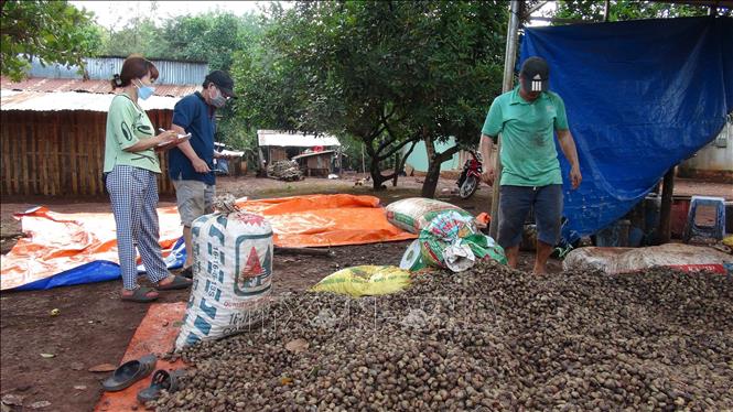 Trong ảnh: Thu mua điều tại xã Đức Hạnh, huyện Bù Gia Mập. Ảnh: K GỬIH -TTXVN