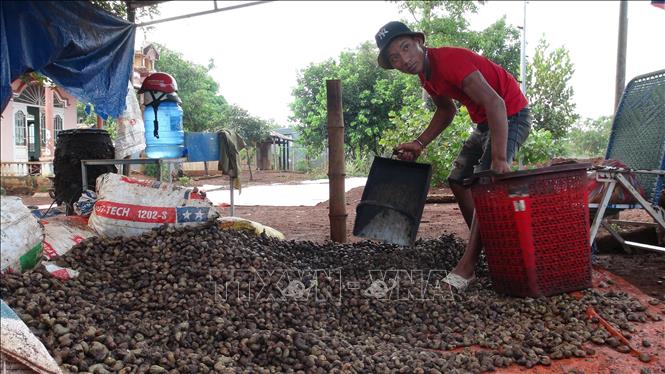 Trong ảnh: Thu mua điều tại xã Đức Hạnh, huyện Bù Gia Mập. Ảnh: K GỬIH -TTXVN