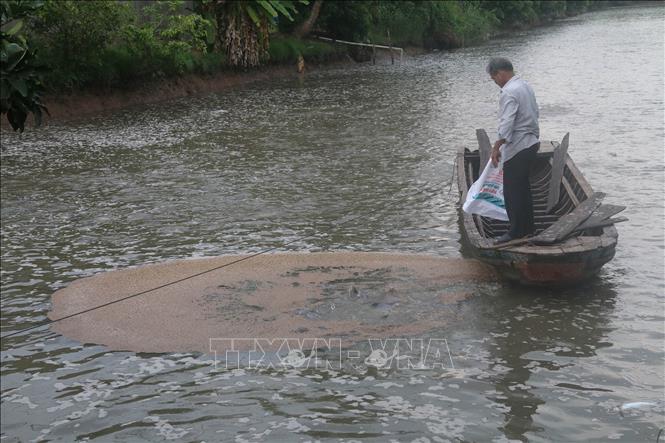 Trong ảnh: Mô hình nuôi cá tra thâm canh ở bãi bồi ven sông Tiền của ông Nguyễn Thành Sơn, xã Hòa Hưng, huyện Cái Bè. Ảnh: Minh Trí-TTXVN