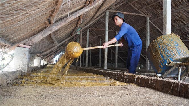 Trùn quế được nuôi từ phân bò tươi. Ảnh: Thanh Tân - TTXVN