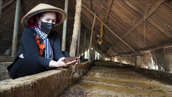 Bà Võ Thị Lấn kiểm tra công đoạn nuôi trùn quế tại trang trại. Ảnh: Thanh Tân - TTXVN