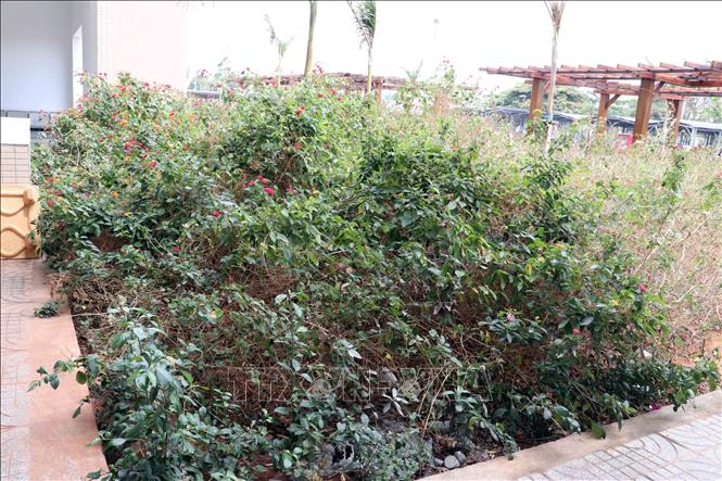 Cây dại trong khuôn viên bệnh viện. Ảnh: Đoàn Mạnh Dương - TTXVN