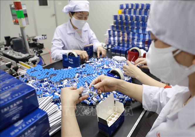 Đóng gói sản phẩm vaccine phòng bệnh lợn tai xanh tại nhà máy của HANVET ở khu công nghiệp Phố Nối A, huyện Mỹ Hào, tỉnh Hưng Yên. Ảnh: Vũ Sinh - TTXVN