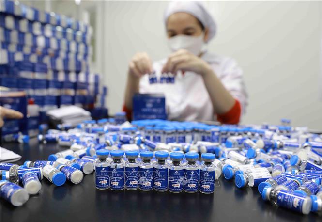 Vaccine phòng bệnh lợn tai xanh là nhóm sản phẩm chính của Công ty HANVET, được nghiên cứu, sản xuất tại nhà máy ở khu công nghiệp Phố Nối A, huyện Mỹ Hào, tỉnh Hưng Yên. Ảnh: Vũ Sinh - TTXVN