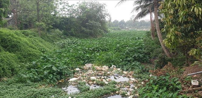 Trong ảnh: Một đoạn sông Cầu Treo, đoạn qua địa bàn xã Thanh Long, huyện Yên Mỹ bị rác thải vùi lấp và rau bèo ken đặc. Ảnh: TTXVN phát