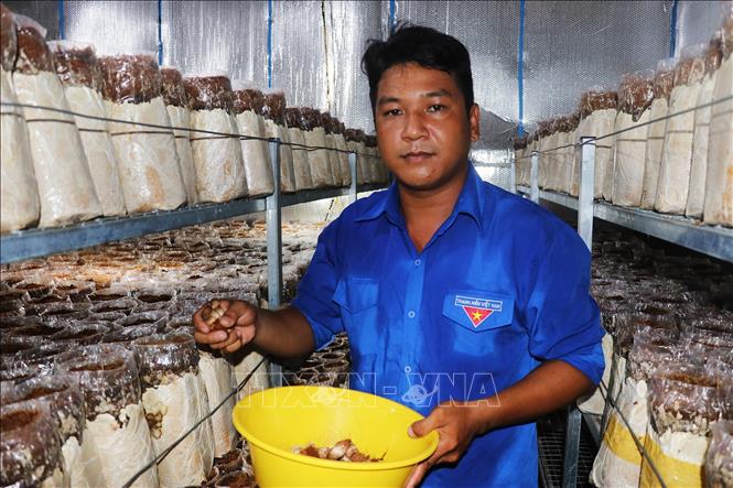 Ứng dụng khoa học công nghệ trong trồng nấm mối đen