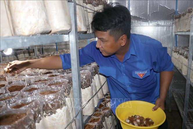 An Giang Mô hình Nấm mối nàng Nương mang thực phẩm sạch tới người tiêu  dùng
