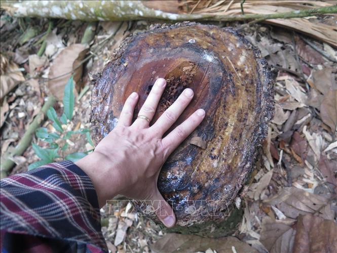 Kích thước một gốc cây rừng bị chặt hạ trong thời gian gần đây. Ảnh: Xuân Tiến – TTXVN 