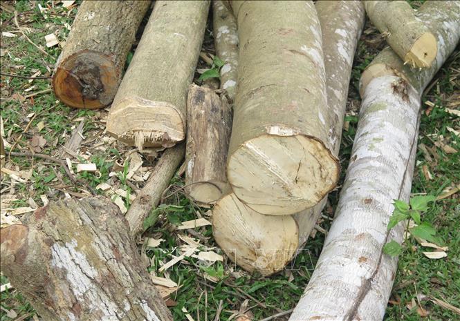 Nhiều lóng, khúc gỗ với các kích thước khác nhau được người dân khai thác trái phép trên rừng và tập kết thành đống ngoài vìa rừng trước khi vận chuyển về bản. Ảnh: Xuân Tiến – TTXVN 