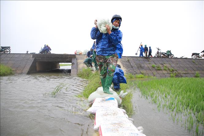 Người dân xã Hải Quế, huyện Hải Lăng dầm mưa đắp đê để bảo vệ diện tích lúa đang kỳ trổ bông. Ảnh: Thanh Thủy-TTXVN